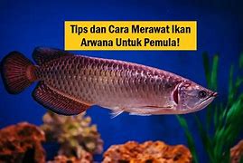 Slot Baru Ikan Arwana Bebas Bet Apa Ya